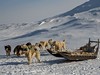 Dogsledge
